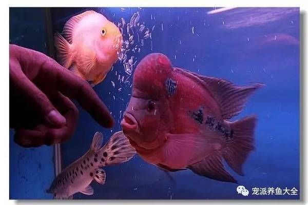 被龍魚咬了會不會感染狂犬病毒：被龍魚咬傷不會導致狂犬病毒感染但傷口的處理仍很重要