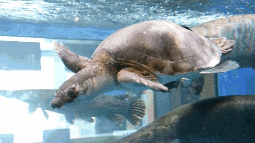 被龍魚咬了會不會感染狂犬病毒：被龍魚咬傷不會導致狂犬病毒感染但傷口的處理仍很重要