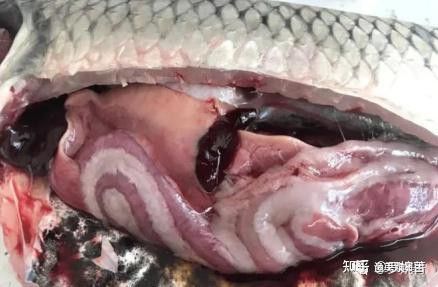 龍魚出血病會傳染嗎？