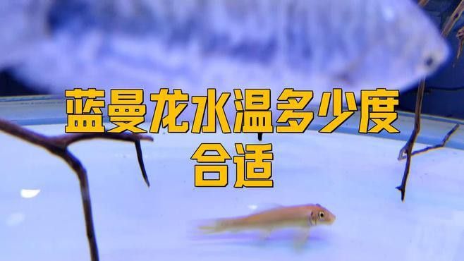 如何養好曼龍魚