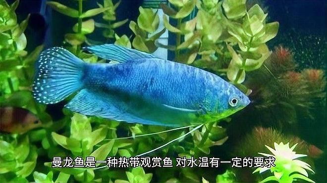 如何養好曼龍魚