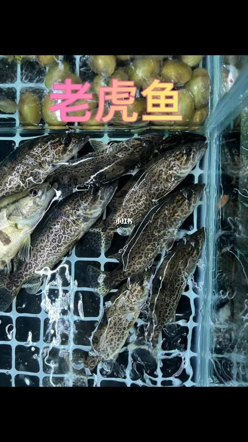 老虎魚圖片大全
