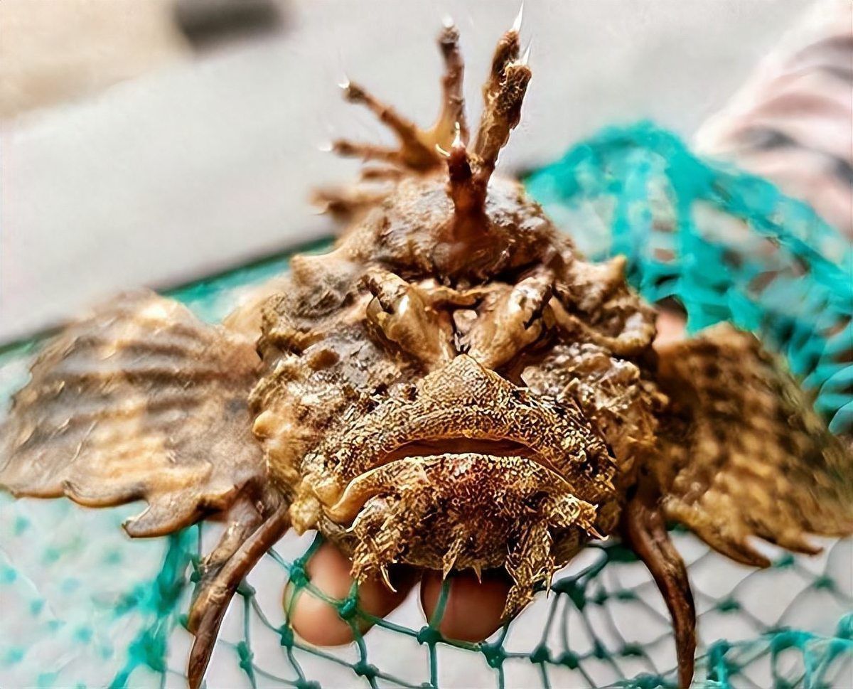 老虎魚圖片大全