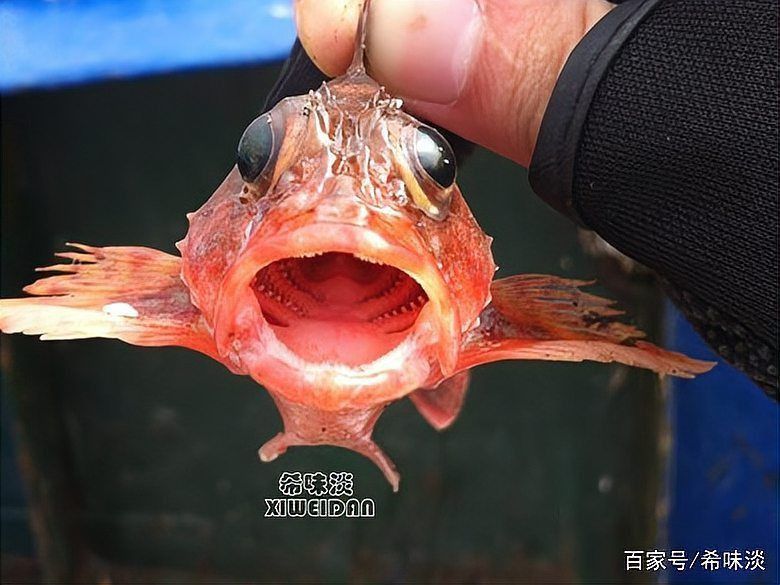老虎魚圖片大全