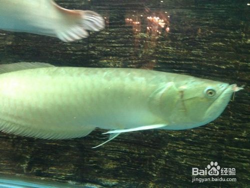 龍魚的飼養方法和注意事項大全（龍魚的飼養方法和注意事項）