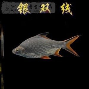 金龍魚吃活魚好嗎：金龍魚吃什么食物最好