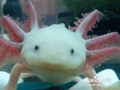 六角恐龍魚喂養(yǎng)：六角恐龍魚如何正確喂養(yǎng)六角恐龍魚的詳細信息