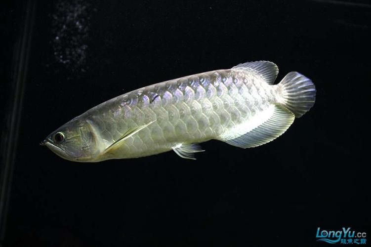 緬甸圖騰金龍魚圖片高清