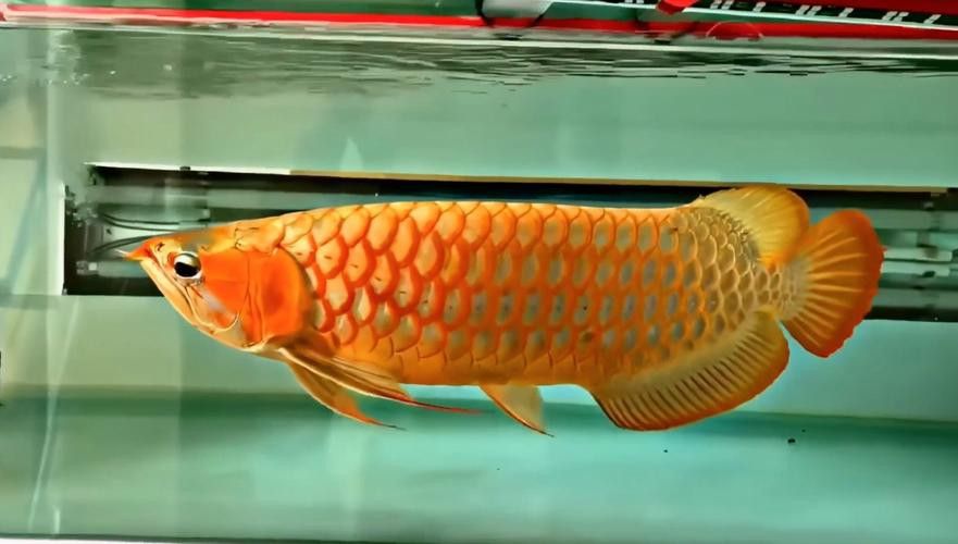 緬甸圖騰金龍魚圖片高清