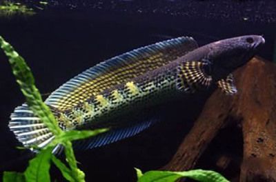 野生雷龍魚(yú)人可以吃嗎有毒嗎：野生雷龍魚(yú)人可以吃嗎