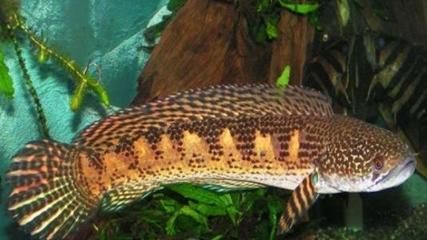 野生雷龍魚(yú)人可以吃嗎有毒嗎：野生雷龍魚(yú)人可以吃嗎