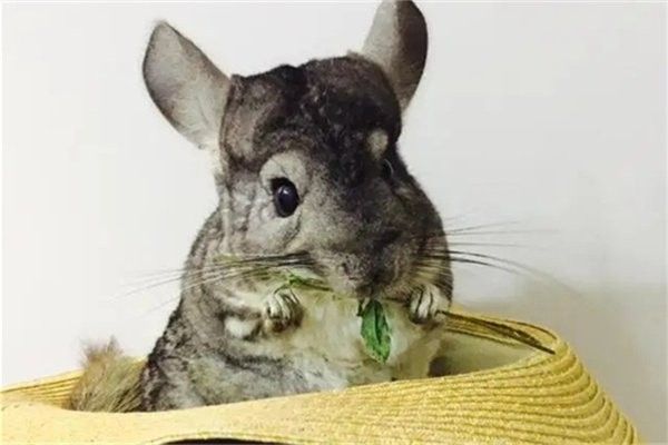 龍貓害怕時會自愈嗎？