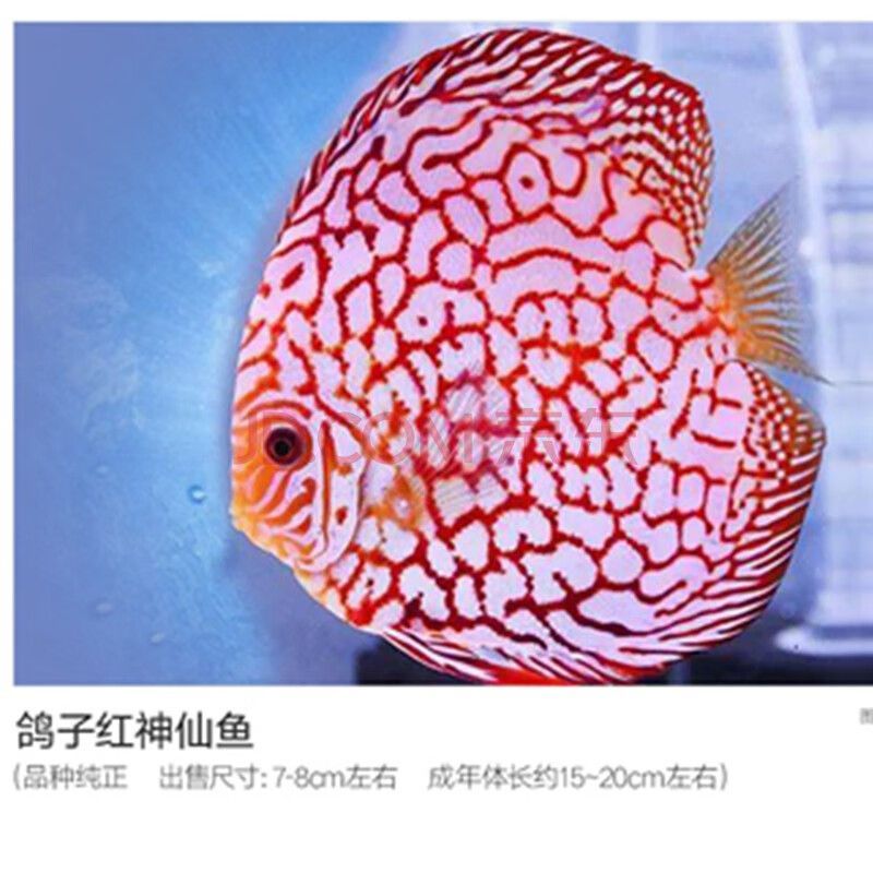 金龍魚尺寸分類：金龍魚品種分類詳解金龍魚的尺寸與其品種有關