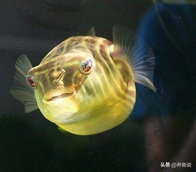斑馬狗頭魚和龍魚混養(yǎng)好嗎：關(guān)于斑馬狗頭魚和龍魚混養(yǎng)的問題