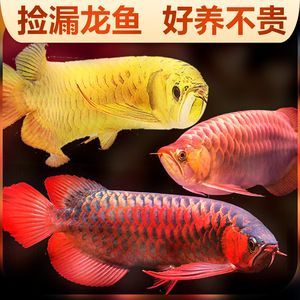 金龍魚(yú)活魚(yú)百度百科：金龍魚(yú)是一種極具觀賞價(jià)值和經(jīng)濟(jì)價(jià)值和經(jīng)濟(jì)價(jià)值的大型魚(yú)類(lèi)