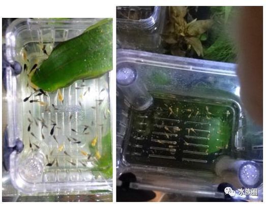 龍魚打掉鱗多久才能長得一樣：龍魚在打掉鱗后需要大約一個月的時間才能長得和原來的鱗片一樣