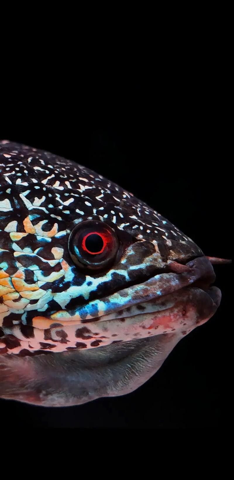 彩虹雷龍魚圖片高清壁紙
