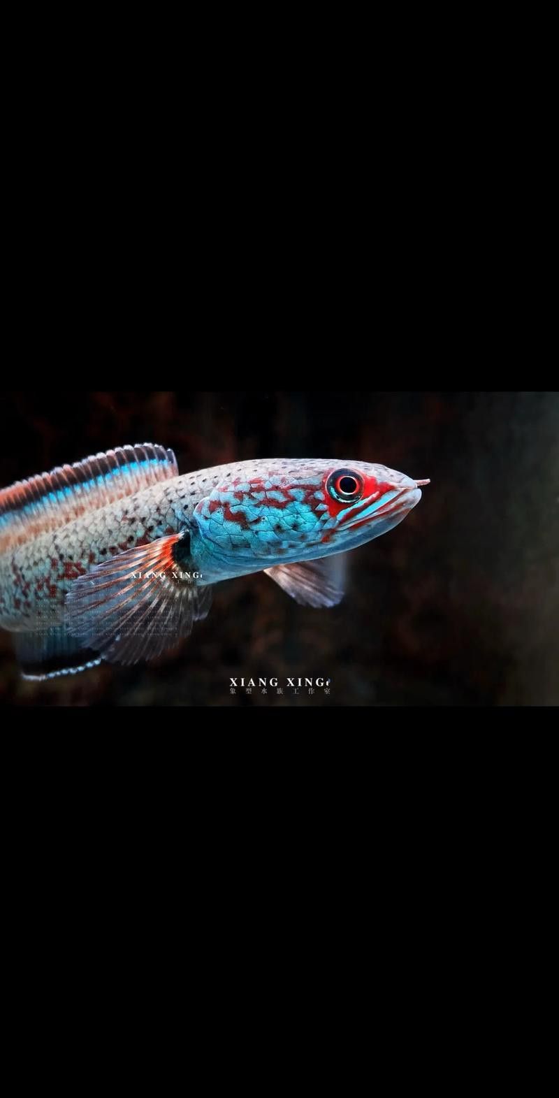 彩虹雷龍魚圖片高清壁紙