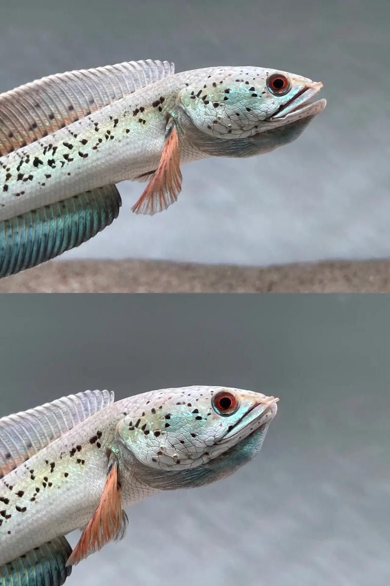 彩虹雷龍魚圖片高清壁紙