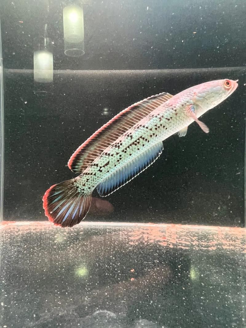 彩虹雷龍魚圖片高清壁紙