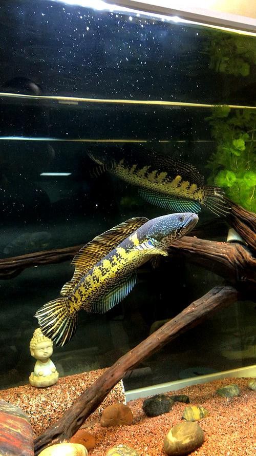 彩虹雷龍魚圖片高清壁紙