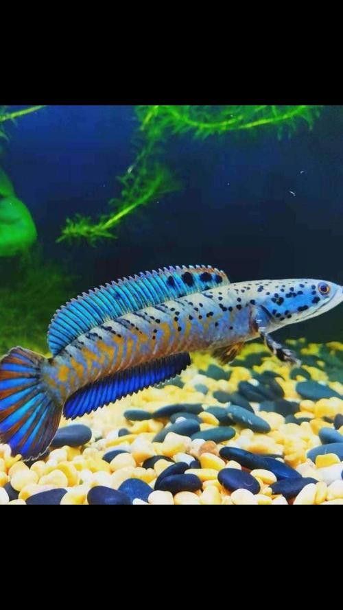 彩虹雷龍魚圖片高清壁紙