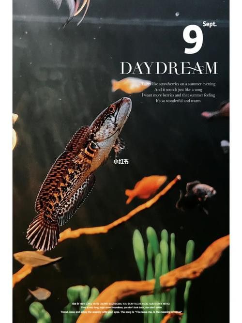 彩虹雷龍魚圖片高清壁紙