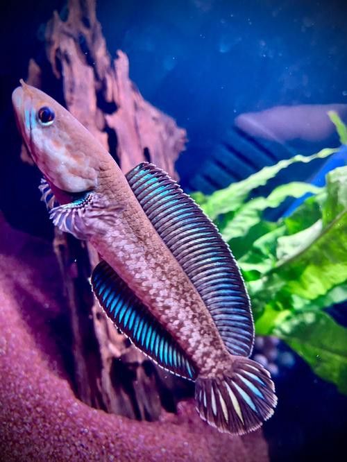 彩虹雷龍魚圖片高清壁紙