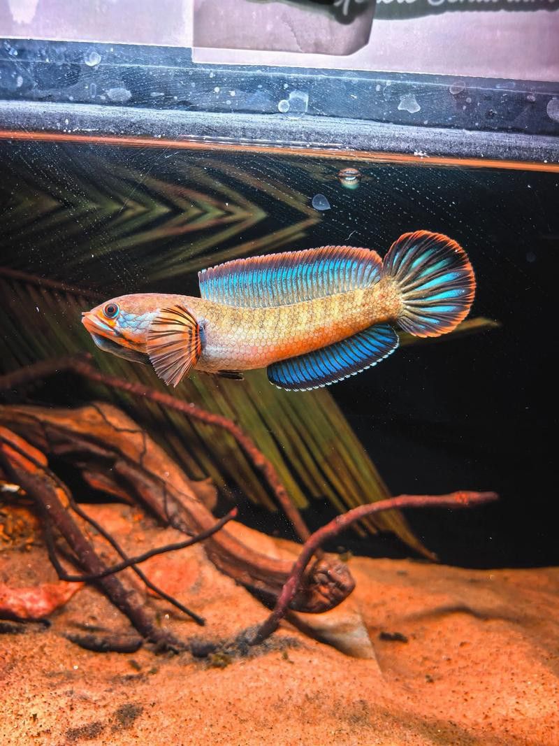 彩虹雷龍魚圖片高清壁紙