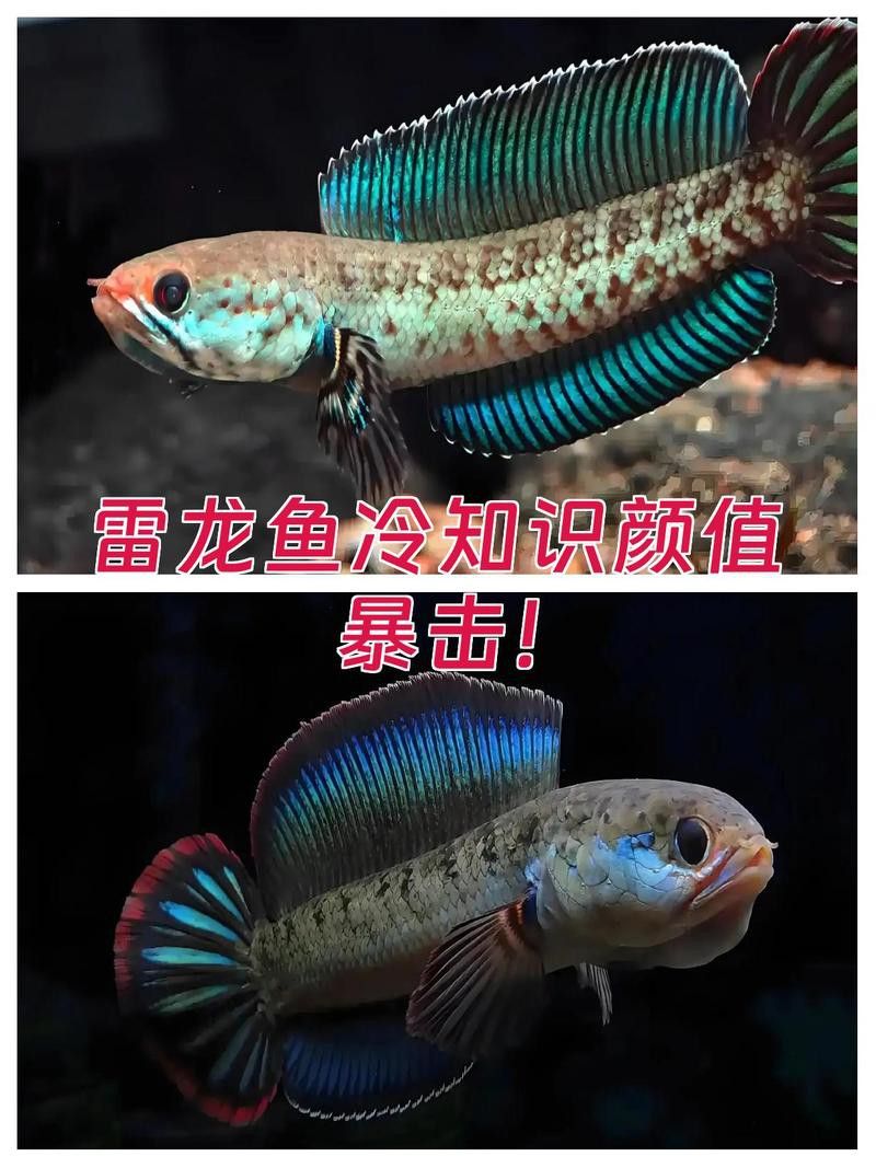 彩虹雷龍魚圖片高清壁紙