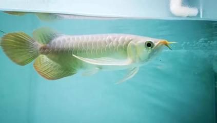 龍魚厭食不活潑怎么辦龍魚厭食不活潑怎么辦：龍魚厭食不活潑怎么辦