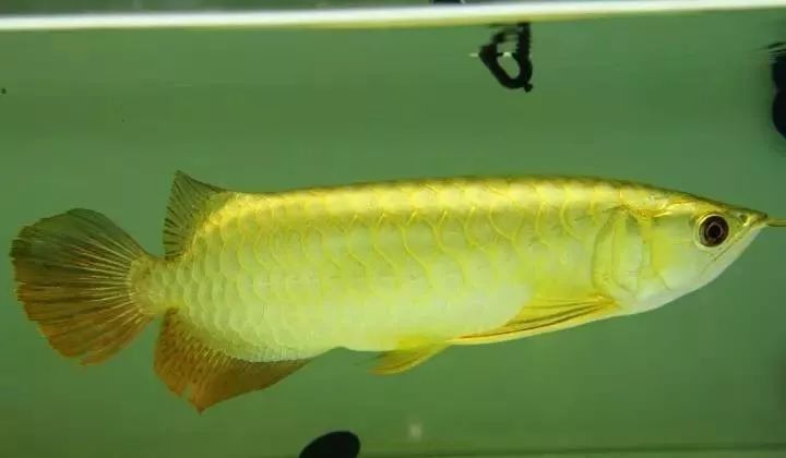 金龍魚放多少鹽最合適 金龍魚放多少鹽最合適 龍魚百科 第4張