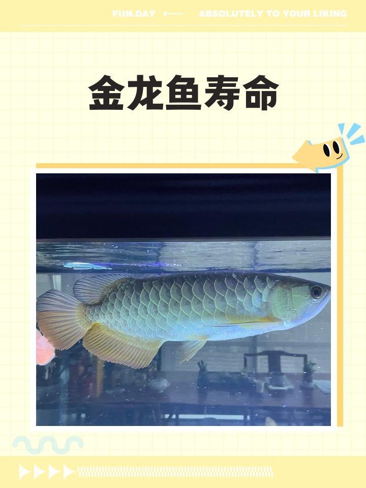 金龍魚有多長(zhǎng)壽命