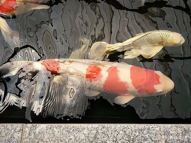 銀龍魚(yú)吃錦鯉嗎