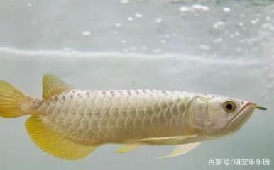 龍魚的養殖環境怎么樣好養：龍魚的養殖環境對其健康和生長有著重要的影響
