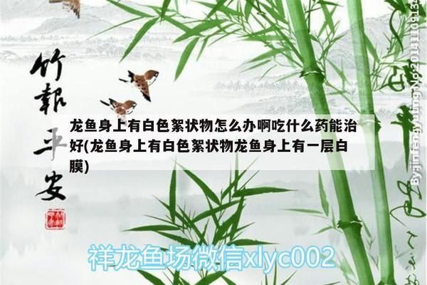 金塵雷龍魚百度百科（關(guān)于金塵雷龍魚的一些詳細(xì)信息）