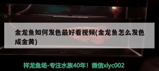 金龍魚怎么養發色好看，金龍魚增色飼料配方金龍魚背景顏色選擇指南