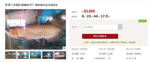 金龍魚的拍賣價格記錄：根據搜索結果得出的金龍魚拍賣價格記錄