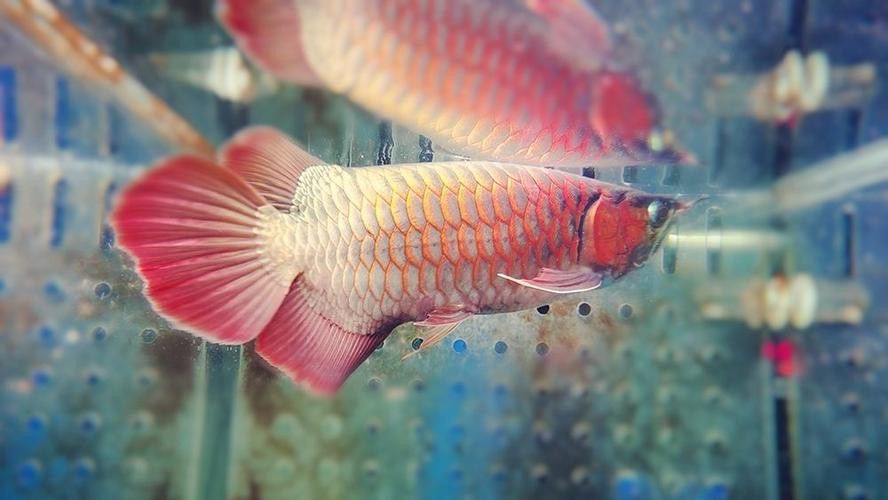 藍底金龍魚用什么燈好看圖片高清