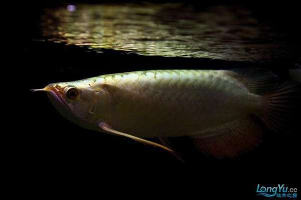 藍底金龍魚用什么燈好看圖片高清