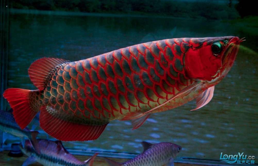 紅龍魚品種價格對比分析，紅龍魚品種價格對比分析紅龍魚品種的價格差異