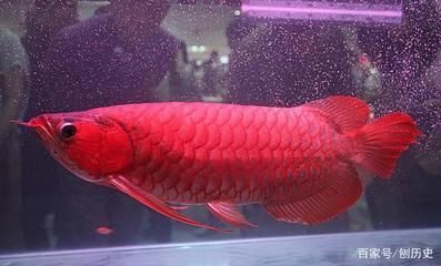 紅龍魚品種價格對比分析，紅龍魚品種價格對比分析紅龍魚品種的價格差異