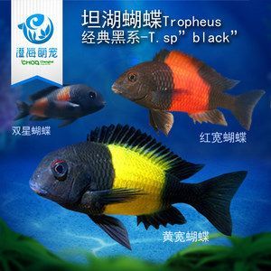錦鯉龍魚風水：錦鯉和龍魚在風水上有什么作用？
