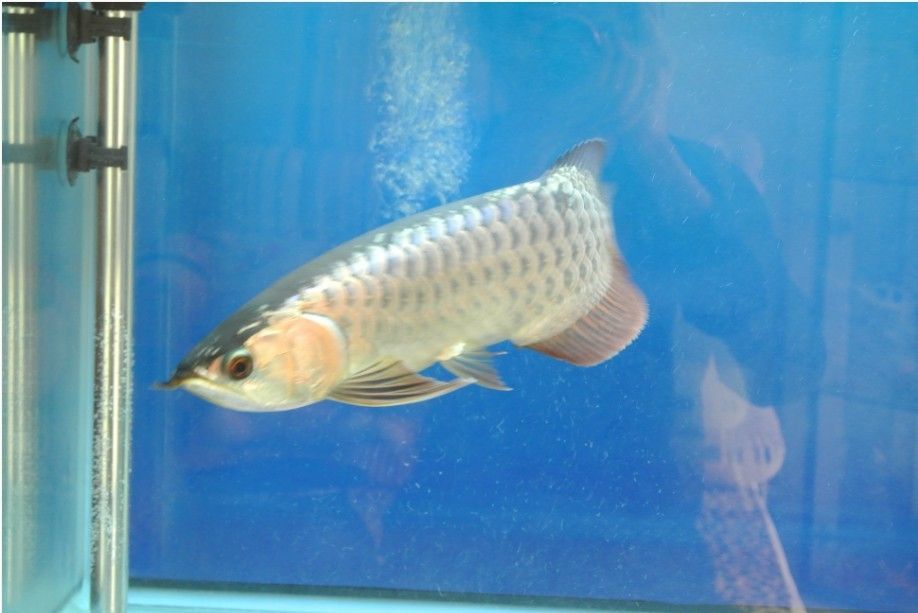 金龍魚發展前景預測：金龍魚發展前景預測，金龍魚發展前景預測呈現出積極的趨勢