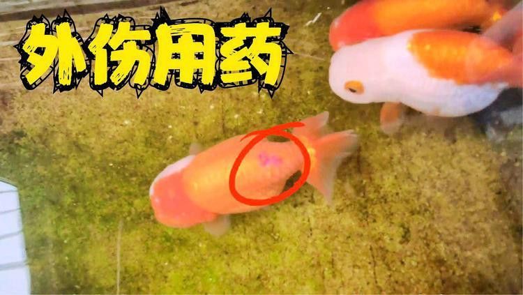有哪些藥物可以用于龍魚外傷治療？