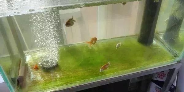 龍魚缸里長褐苔好不好（如何自然去除魚缸褐苔,褐苔對龍魚健康有影響嗎）