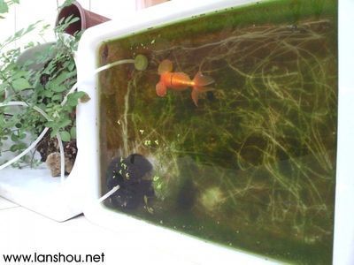 龍魚缸里長褐苔好不好（如何自然去除魚缸褐苔,褐苔對龍魚健康有影響嗎）