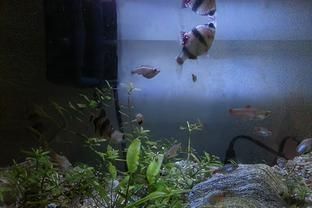 龍魚缸里長褐苔好不好（如何自然去除魚缸褐苔,褐苔對龍魚健康有影響嗎）