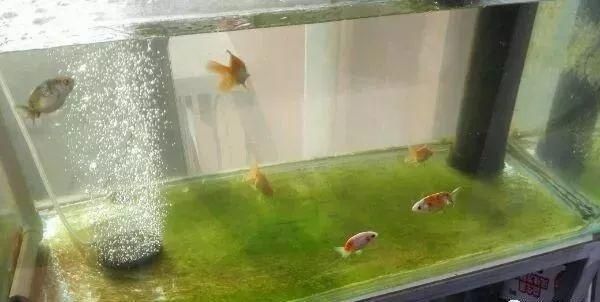 龍魚缸里長褐苔好不好（如何自然去除魚缸褐苔,褐苔對龍魚健康有影響嗎）