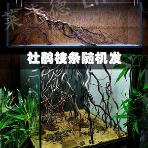 龍魚缸里放沉木好不好 老孫：魚缸里放沉木對魚缸里放沉木的好處和壞處和壞處